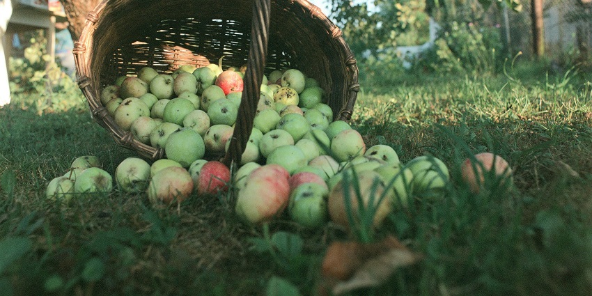 Apple Orchard is one of the best places to visit in Kanatal.