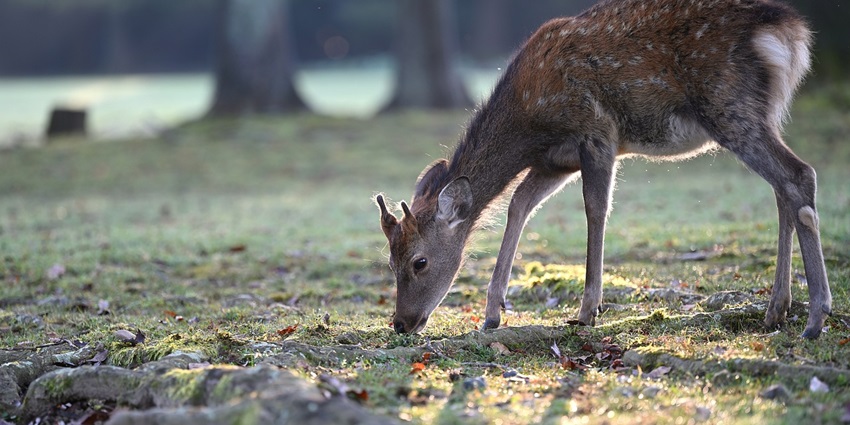 An image of a deer in the Arabithittu Wildlife Sanctuary, a famous wildlife sanctuary in Karnataka.