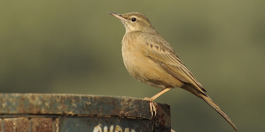 Discover diverse flora and fauna at Gurgaon’s Aravalli Biodiversity Park
