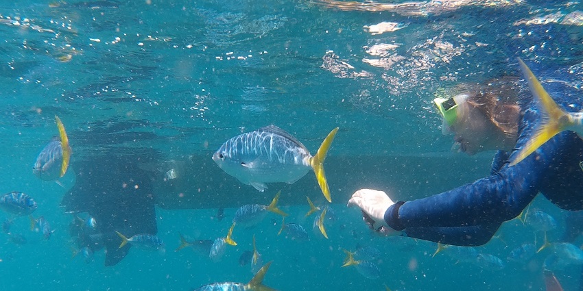A snorkeller underwater surrounded by fishes, similar to snorkelling in Aravind's Wal