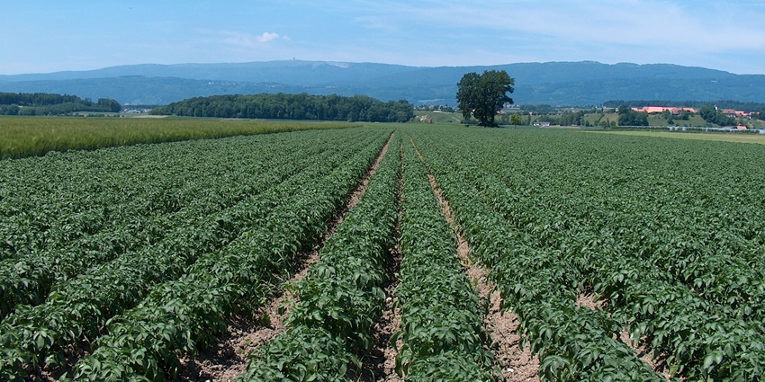 One of the places to visit in Munsiyari is Balanti Potato Farm, with fields and a mountain backdrop.