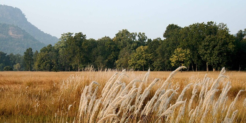 An image of Bandhavgarh, one of the top tiger national parks in India, offering tiger sightings.
