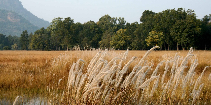 An image of Bandhavgarh National Park, one of the biggest jungle safaris in India.