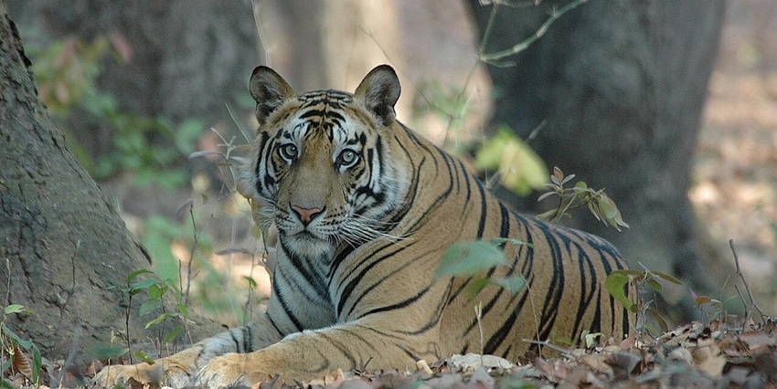 A tiger in Bandhavgarh National Park, one of the tiger wildlife sanctuaries in India.