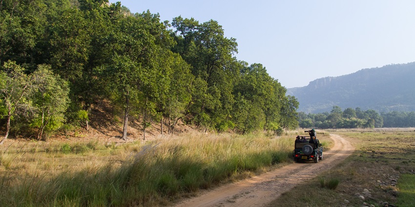 Spot the highest density of tigers in the best jungle safari India