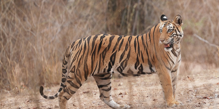 Rich Wildlife Sanctuary is famous for tiger sightings, renowned in Bandhavgarh travel guides.