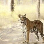 Bandhavgarh travel guide takes you through Jungle Safari and the sights of Bengal Tigers.