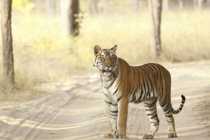 Bandhavgarh travel guide takes you through Jungle Safari and the sights of Bengal Tigers.