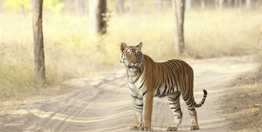 Bandhavgarh travel guide takes you through Jungle Safari and the sights of Bengal Tigers.