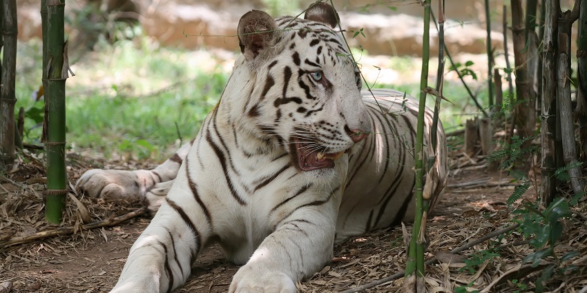 Bannerghatta Biological Park, where one of the biological museums in India is located.