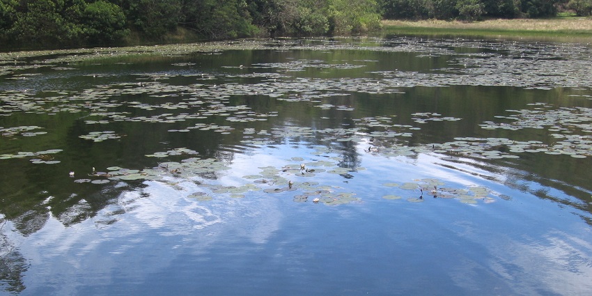 Berijam Lake, a lake in Tamil Nadu, surrounded by lush green forests and calm waters.