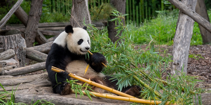 Berlin Zoological Garden is one of the best places to visit in Berlin for travellers.