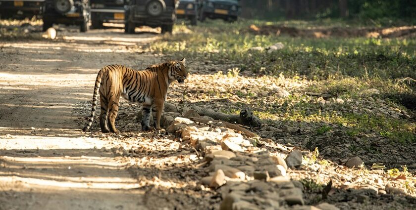 Beautiful jungle landscape in India - discover best jungle safaris in India