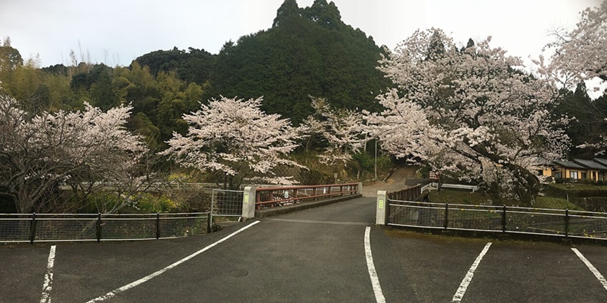 A scene of cherry blossoms surrounding Nagasaki’s Atomic Bomb Museum in springtime.