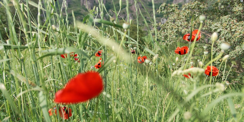 Beautiful flowers and a view, offering breathtaking scenic views.