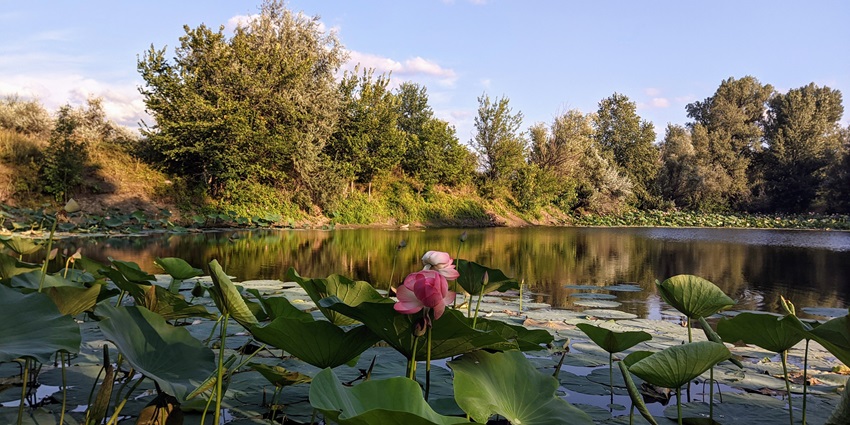 Lake fully covered in lotuses, lotus pads with sandy shorelines, and green trees in the back.