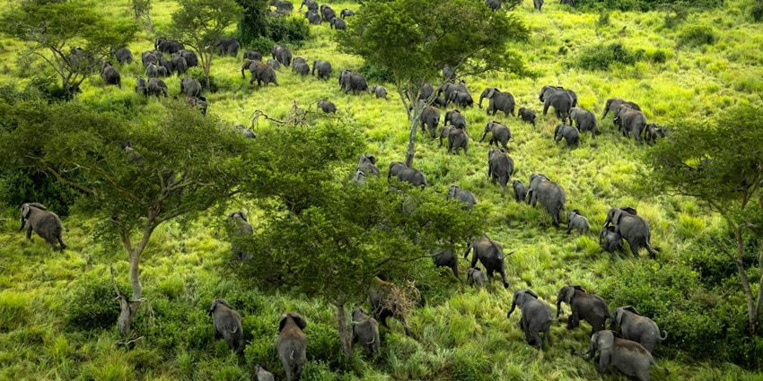 A peaceful morning in Virunga National Park, with golden hues touching the treetops.