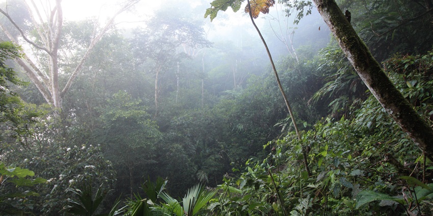 The lush rainforest of Yasuni National Park in Tena, Ecuador, teeming with diverse wildlife.