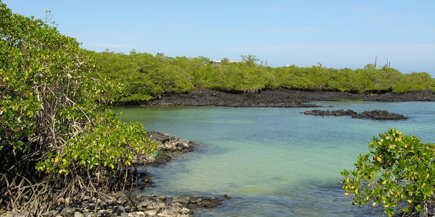 The scenic view of Galapagos National Park with a serene view and lush greenery.