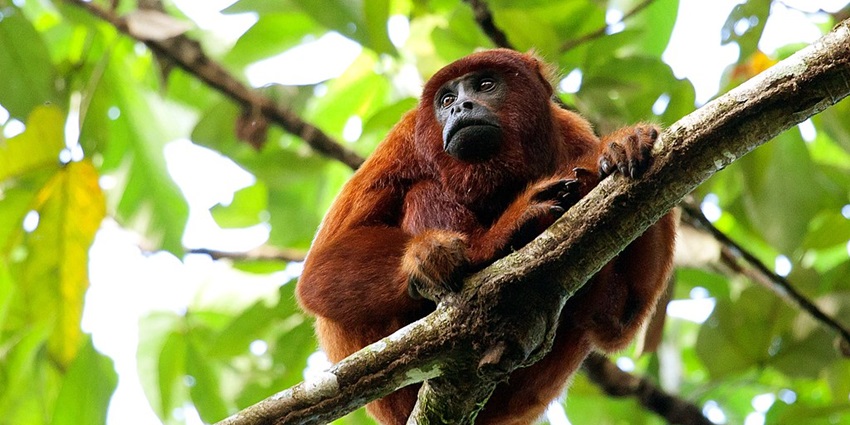 The best time to visit Manu National Park is from May to October.