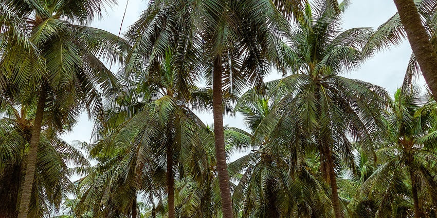 The best time to visit Nellore is from October to March when the weather is cooler.