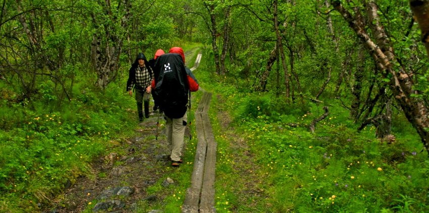 An image showing the tranquil birch forest in Abisko National Park, Sweden, amidst nature