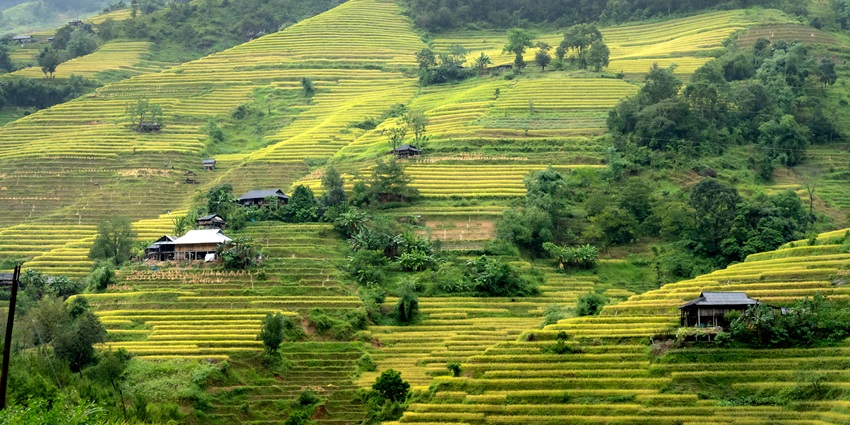 Lush Green Rice Terraces in Vietnam Landscape - The best time to visit Hanoi is between October and April.