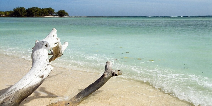 Two pieces of weathered driftwood on Desroches Island overlooking a calm turquoise ocean