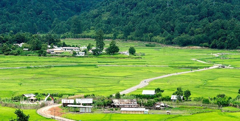 An image of Ziro Valley, the best valley in India, with terraced rice fields, pine forests