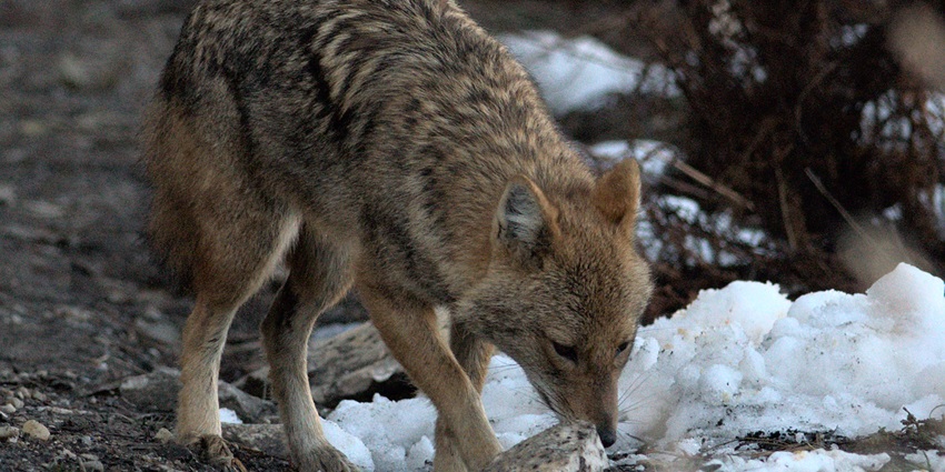 Canis aureus or a Jackel spotted in Betuli Dhar, Munsiari, Uttarakhand, India