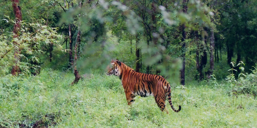 An image of a tiger at the Bhadra Wildlife Sanctuary, a popular wildlife sanctuary in South India.