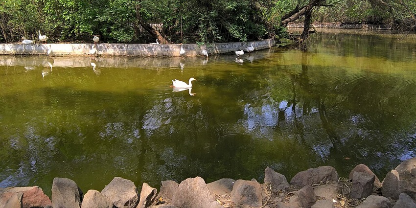 A tranquil view of one of the lakes in Delhi, with migratory birds offering a serene atmosphere.