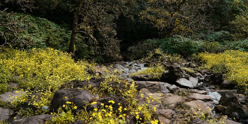 An image of Bhimashankar, one of the popular places for trekking in Western Ghats