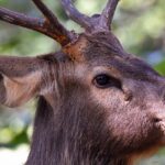 An image of Sambar stag in sal forest, Jim Corbett National Park, one of the biggest jungle safaris in India.