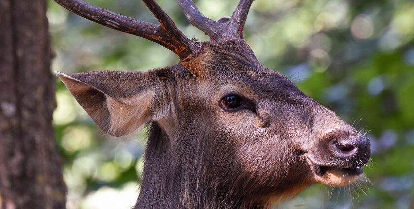 An image of Sambar stag in sal forest, Jim Corbett National Park, one of the biggest jungle safaris in India.