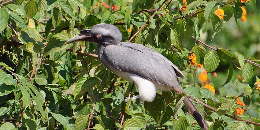 Witness Birjani Range - one of the best places to visit in Jim Corbett, Uttarakhand.