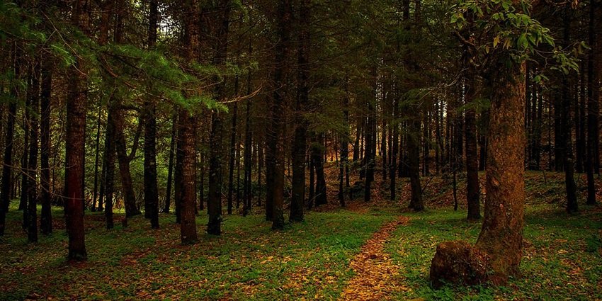 Binsar is surrounded by dense forests, with a variety of flora and fauna.