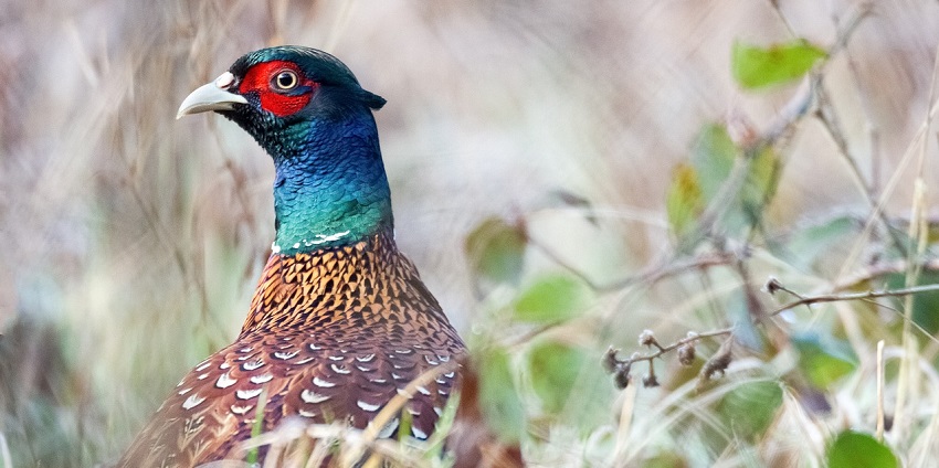 Nestled in Haryana, one of the smallest wildlife sanctuaries in India, a must-visit gem.