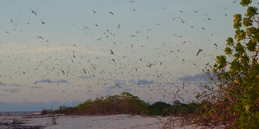 An island similar to Bird Island, Haven for migratory birds and white sand beaches.