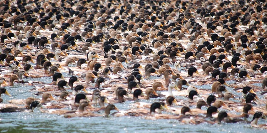 An image of a vibrant flock of ducks resting near the shores of The Biggest Lake in India