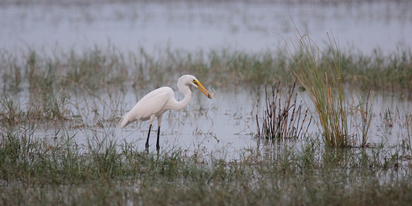 The picture of a bird called Egret captured during bird watching in the Lake