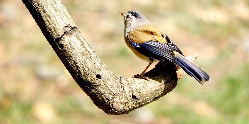 Things to see in Chopta include diverse bird species in their natural habitat.