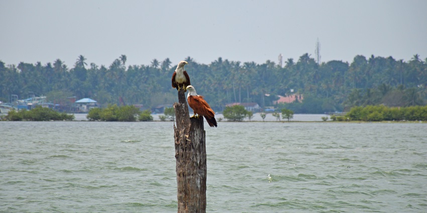 Two brahminy kites at the Kumarakom bird sanctuary sitting on a tree branch near the lake.