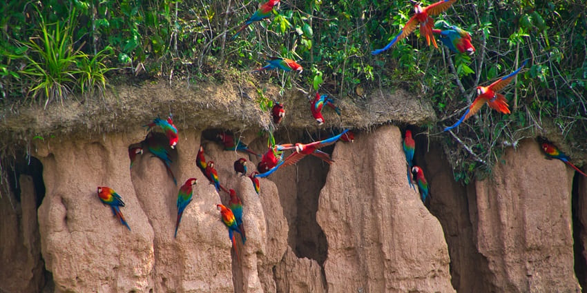 A breathtaking spectacle where colourful macaws and parrots gather on clay banks for essential minerals.