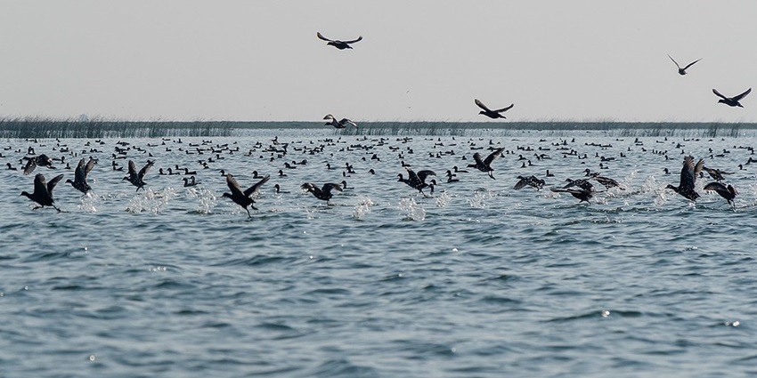 Multiple coots fluttering on the lake of Nalabana Bird Sanctuary against the gentle waves