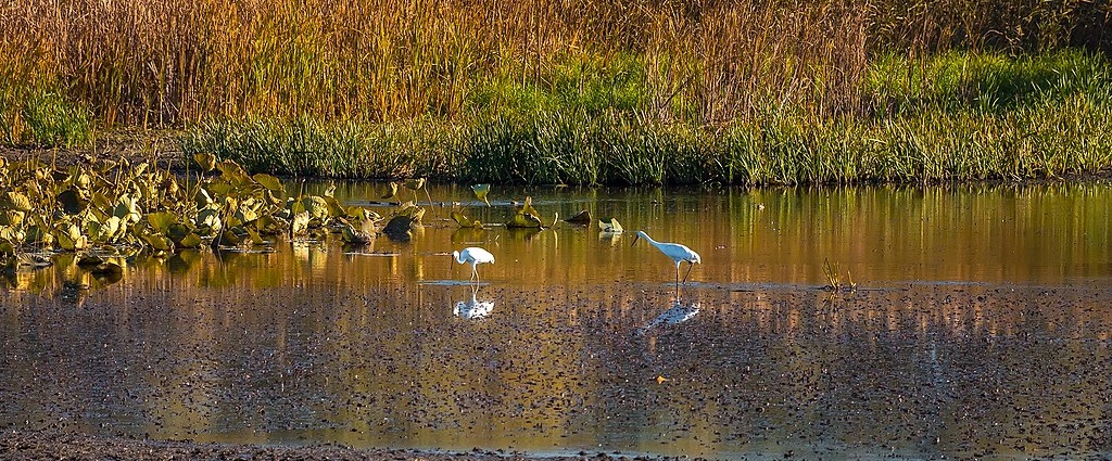 An image of two Siberian cranes standing on a lake resembling the oxbow lake in bihar