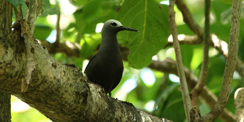 A noddy bird on a tree branch, surrounded by green leaves in Aride Island Nature Reserve