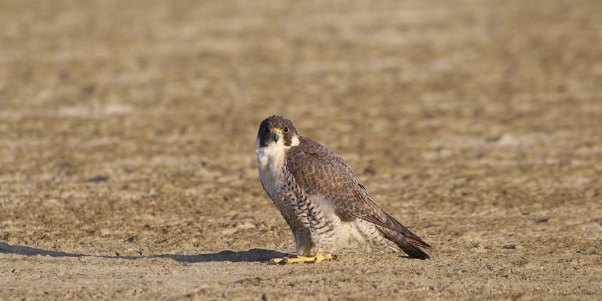 Peregrine falcon bird on the land of Sambhar Salt Lake and standing while staring