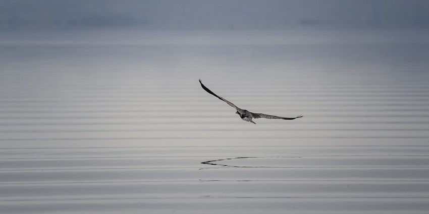A Image of Blue Bird Lake in Hisar, Haryana, India with birds flying over the water.