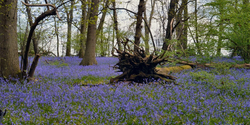 Enchanting forest bursting with vibrant springtime blue flowers